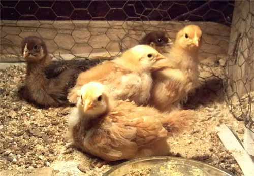 Baby chicks with a heat lamp