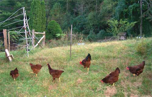 Free range chickens look for bugs and seeds