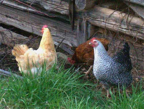 3 hens looking for worms