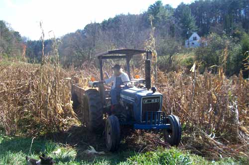 harvesting field corn with tractor and wagon