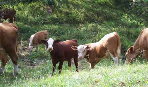 Hereford cows picking grass