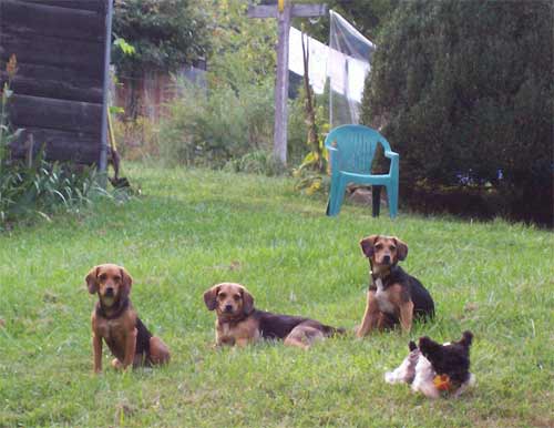 Four free roaming dogs rest in the yard