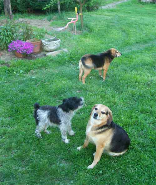 Three dogs in the yard