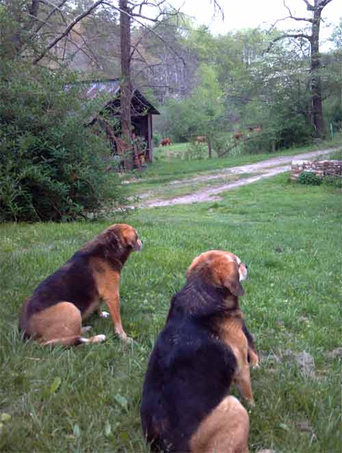 Two dogs in the yard