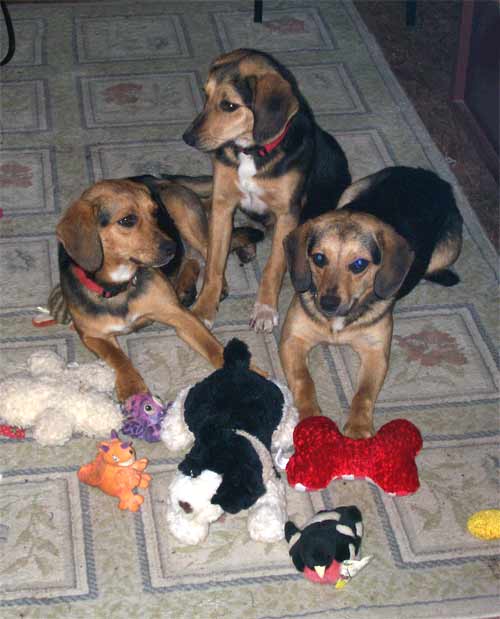 Dogs with toys