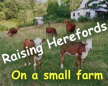 Raising hereford cattle on a small farm