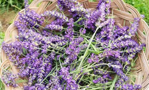 my lavender flower harvest