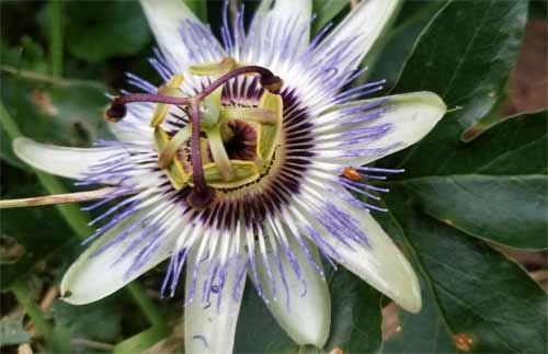 passion flower vine and flower
