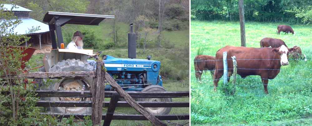 Ford tractor and hereford cows