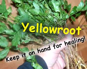 Holding fresh yellowroot