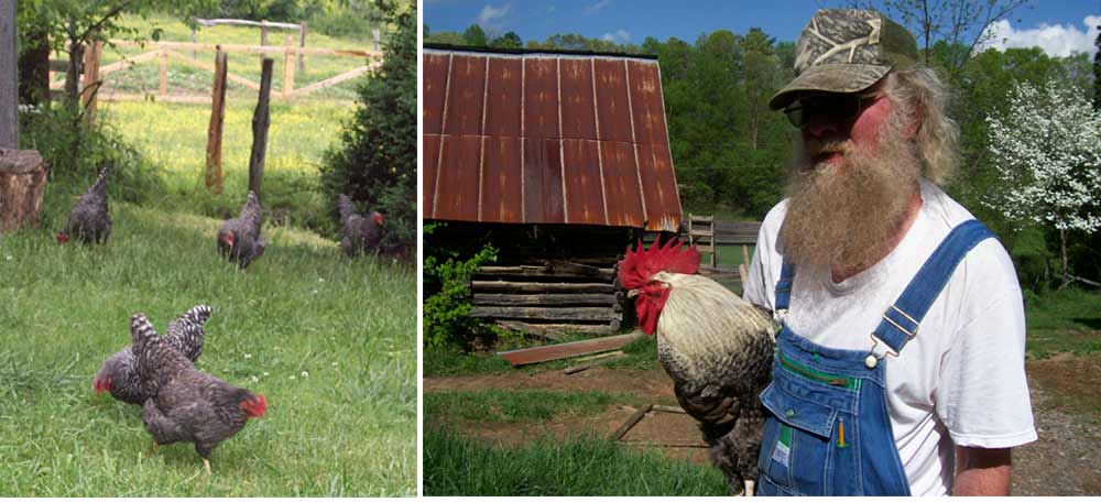 Chickens on Payne Mountain Farms