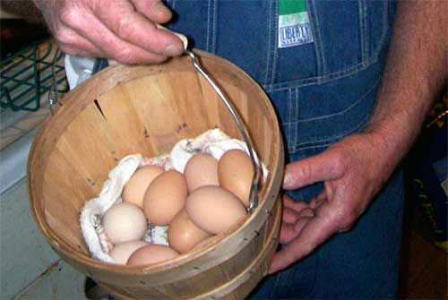 Fresh chicken eggs in a basket