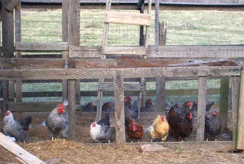 Flock of backyard chickens