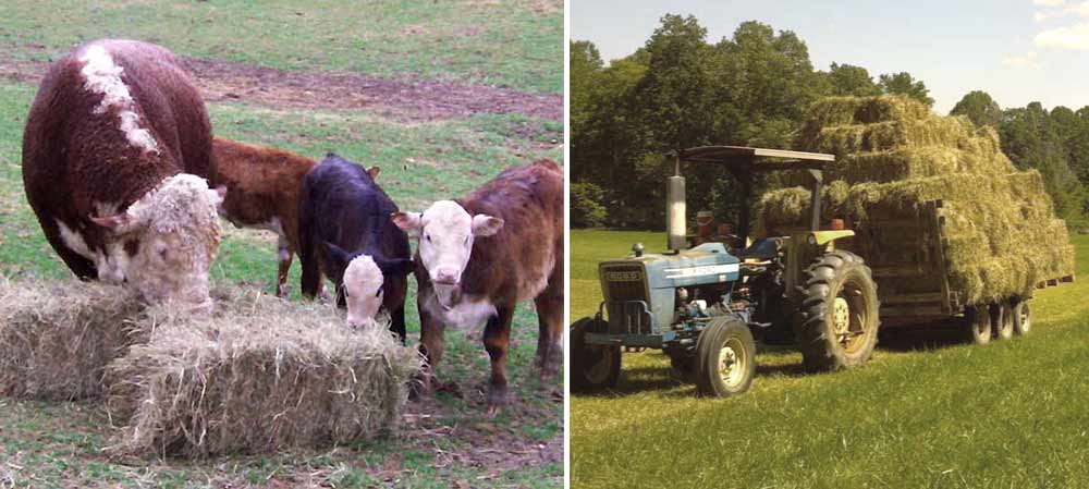 Cows eating square bales of hay