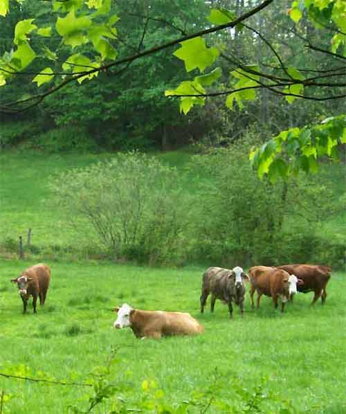 cows in the pasture