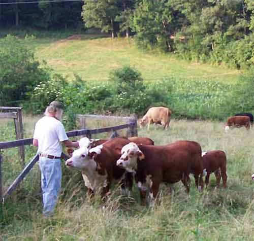 Feeding treats to the cows