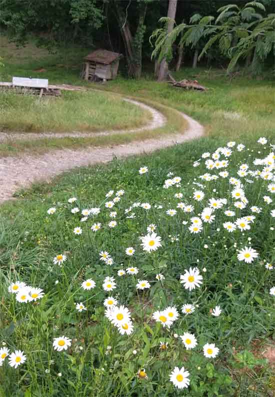 Daisies growing beside a dirt road