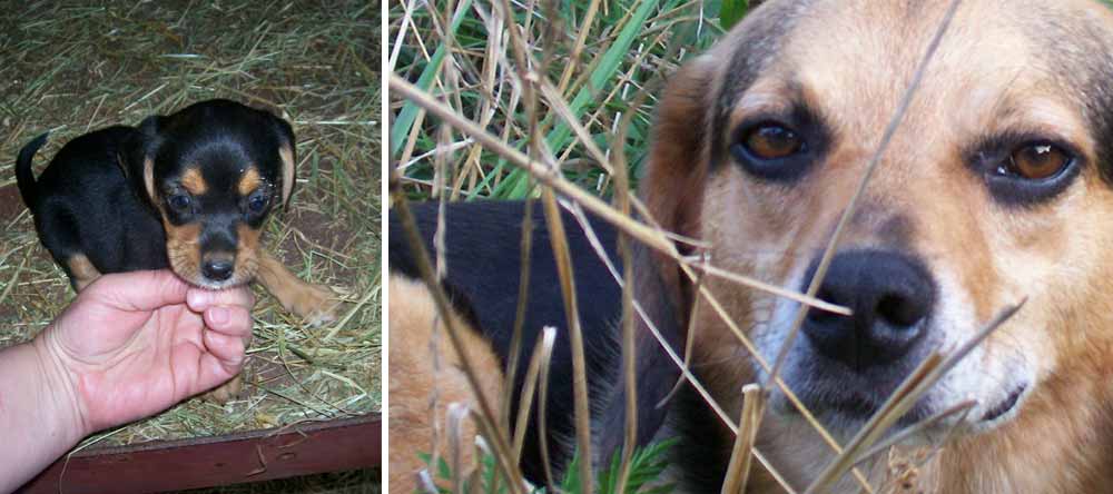 Digger the free roaming dog