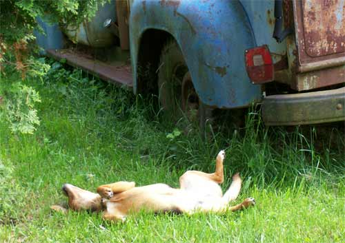 Digger the dog wallows in the grass