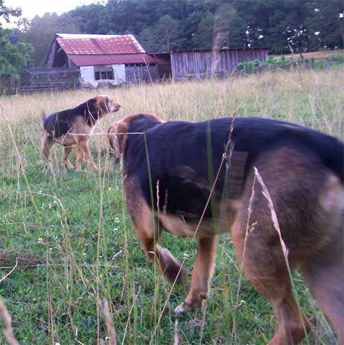 DIgger and socks head home thru the pasture