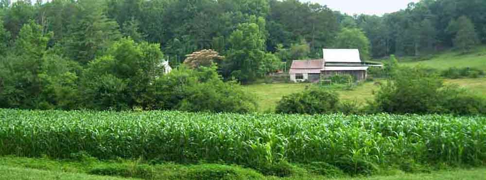 Payne Mountain Farms in the summer