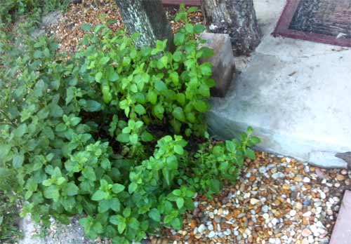 Lemon balm growing in gravel