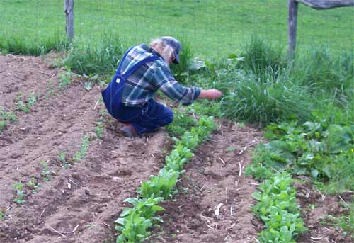 Tony working in the garden