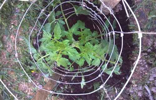 tomato plant in a cage