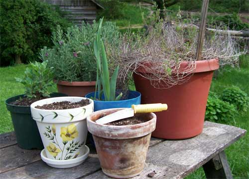 potted herbs on a picnic table