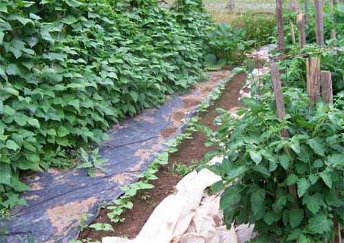 Working in the vegetable garden