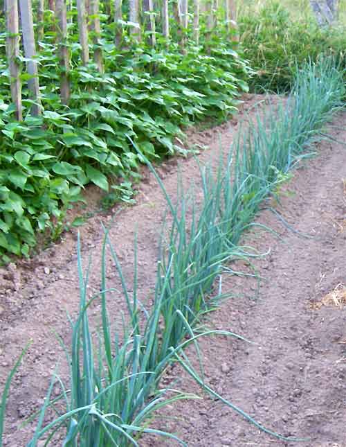 onions growing in the garden