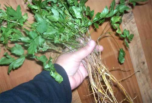 handful of fresh yellowroot