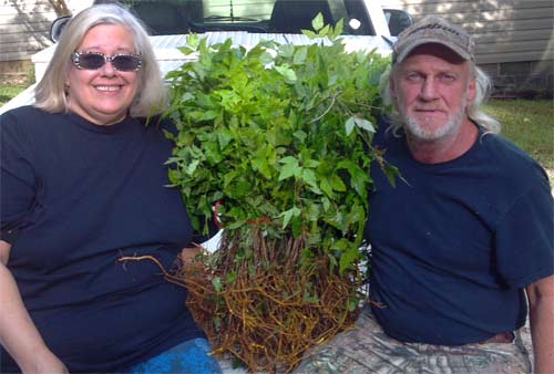 Jan and Raymond with fresh harvested yellowroot